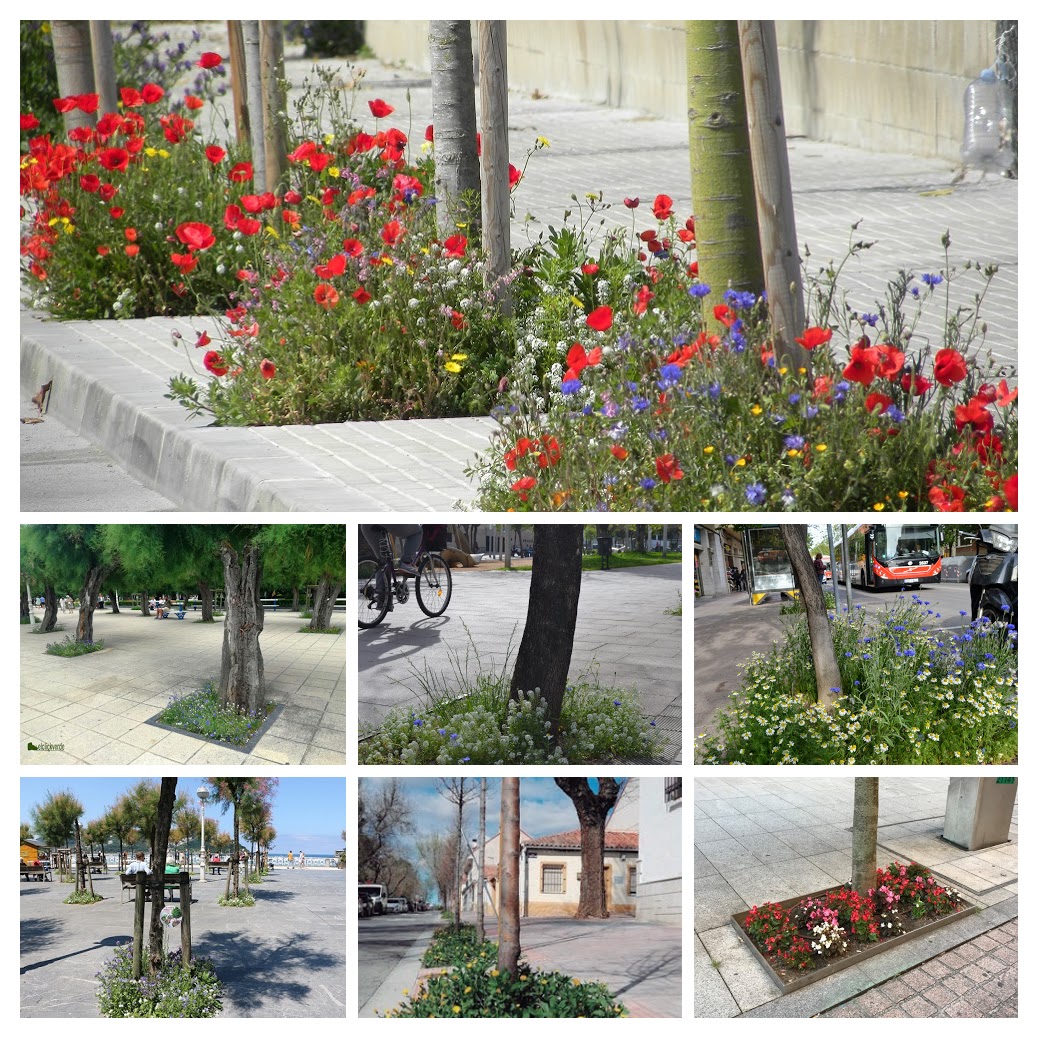 Imagen para los medios: Escocells més vius: Foment de la biodiversitat i estètica en els escocells dels arbres.